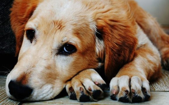 Quillota en alerta por agresivo brote de distemper canino
