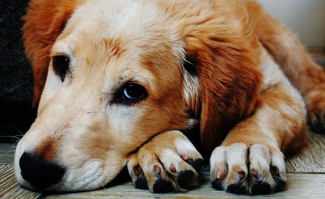 Quillota en alerta por agresivo brote de distemper canino