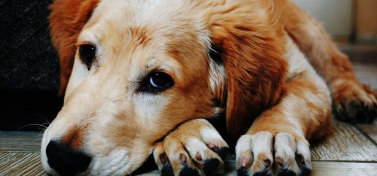 Quillota en alerta por agresivo brote de distemper canino