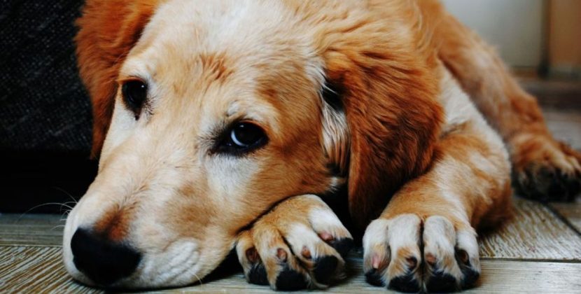 Quillota en alerta por agresivo brote de distemper canino